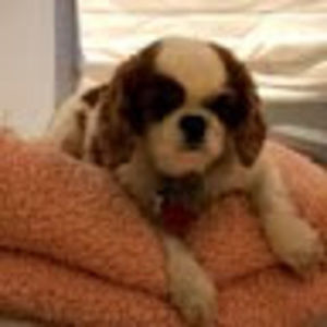 Meet your Posher, Emma